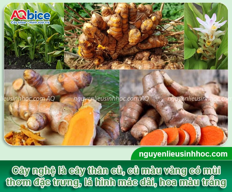 Trồng nghệ bao lâu thu hoạch? Mẹo giúp củ to, mau thu hoạch 2 Trồng nghệ bao lâu thu hoạch? Mẹo giúp củ to, mau thu hoạch