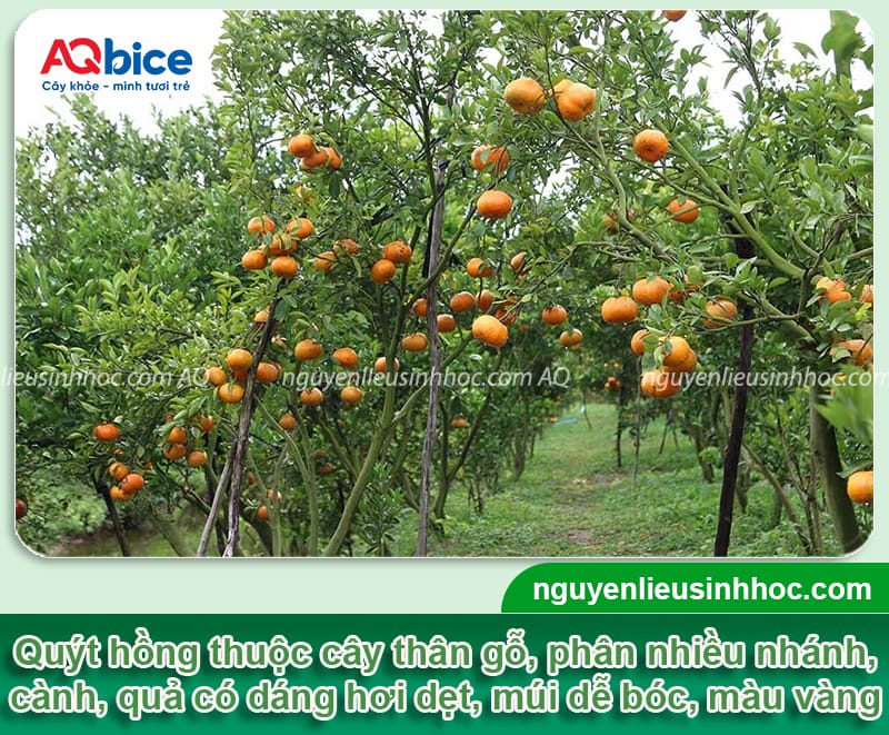Kỹ thuật trồng quýt hồng khỏe mạnh, quả đẹp và ít sâu bệnh