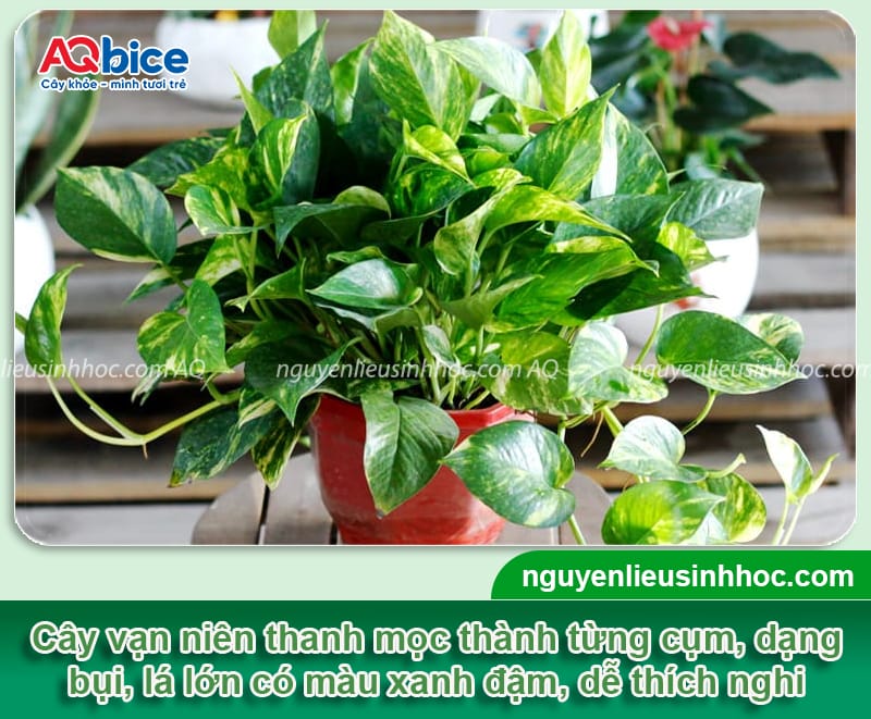 Cách trồng vạn niên thanh bằng nước lá xanh bóng, rễ khỏe 2 Cách trồng vạn niên thanh bằng nước lá xanh bóng, rễ khỏe
