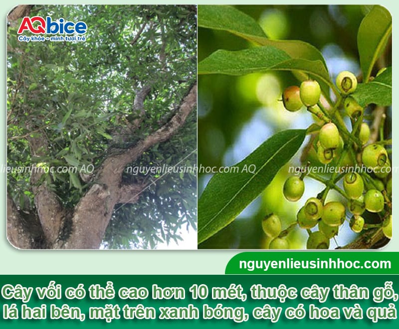 Trồng cây vối trước nhà có tốt không? Cần lưu ý những gì? 2 Trồng cây vối trước nhà có tốt không? Cần lưu ý những gì?