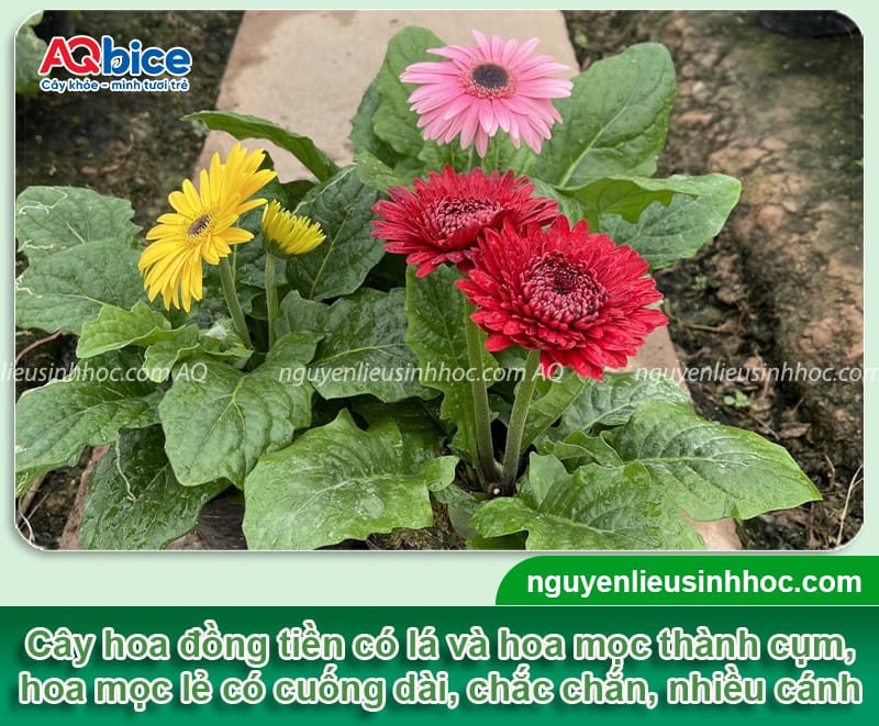 Cách trồng hoa đồng tiền nở đúng Tết rực rỡ, tươi tắn