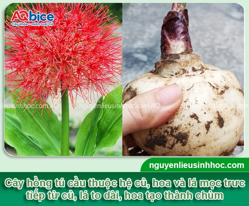 Cách trồng hoa hồng tú cầu nở đúng Tết, hoa đẹp bền màu
