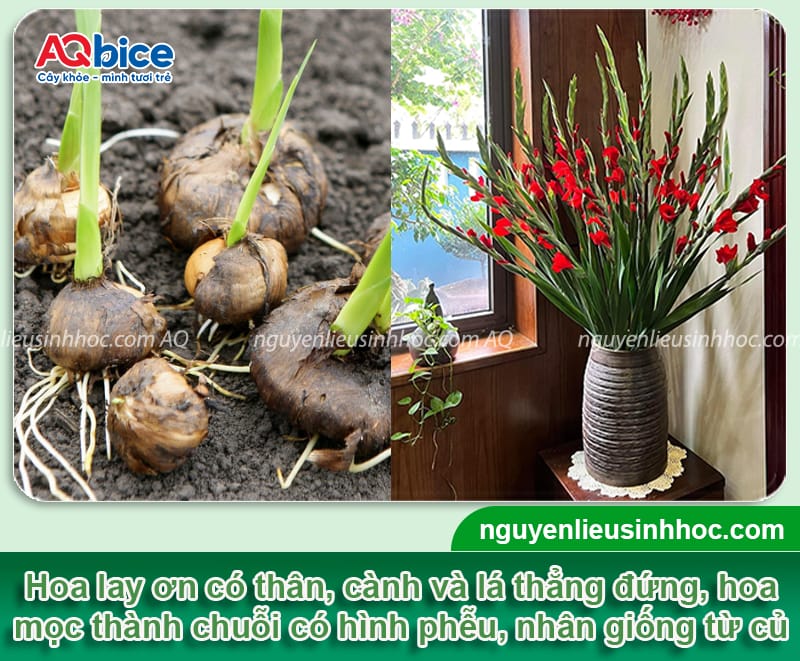 Thời gian trồng hoa lay ơn kịp Tết và cách giúp hoa nở đều đẹp