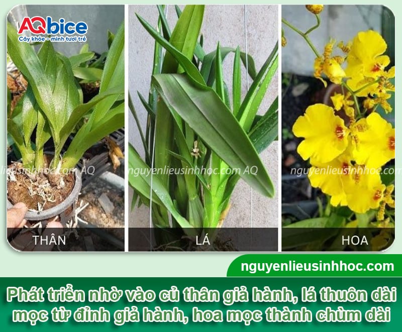 Hướng dẫn cách chăm sóc lan vũ nữ ra hoa đều, màu tươi tắn 2 Hướng dẫn cách chăm sóc lan vũ nữ ra hoa đều, màu tươi tắn