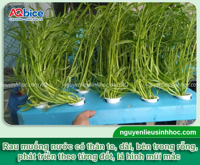 Hướng dẫn cách trồng rau muống nước bằng hạt và dưới nước 2 Hướng dẫn cách trồng rau muống nước bằng hạt và dưới nước