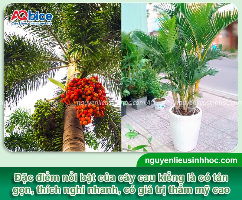 Có nên trồng cây cau cảnh trước cửa nhà? Cần lưu ý điều gì?