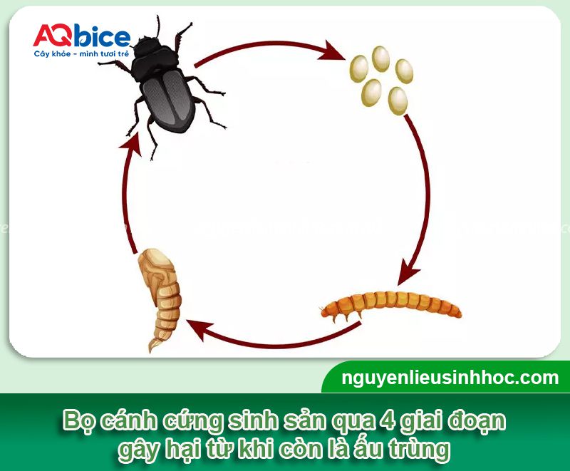 Xử lý bọ cánh cứng ăn lá cây dứt điểm, an toàn cho vườn 2 Giải pháp phòng trị bọ cánh cứng ăn lá cây hiệu quả, an toàn