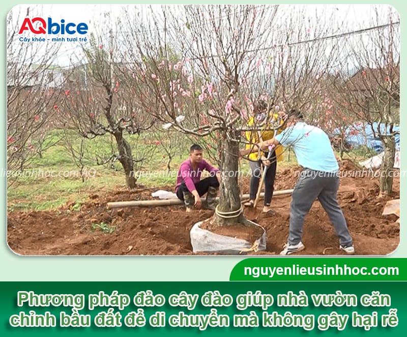 Cách chăm đào ra hoa đúng Tết: Hoa nở đẹp rực rỡ, lâu tàn 3 Cách chăm đào ra hoa đúng Tết: Hoa nở đẹp, nở chuẩn ngày