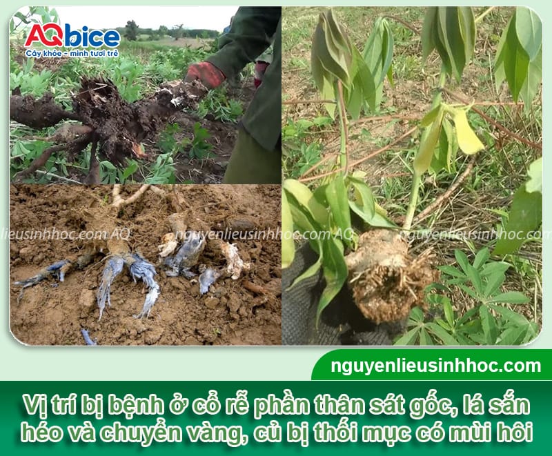Bệnh thối củ trên cây khoai mì: Nguyên nhân và Cách xử lý 3 Nguyên nhân bệnh thối củ trên cây khoai mì và cách phòng trừ