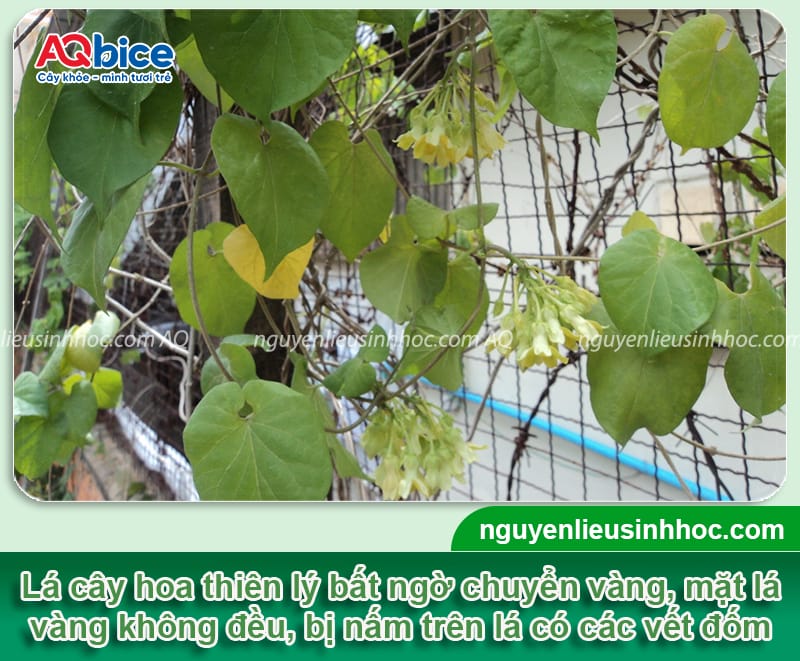 Cây hoa thiên lý bị vàng lá do đâu và Cách phòng trừ 3 Cây hoa thiên lý bị vàng lá do đâu và cách phòng trừ