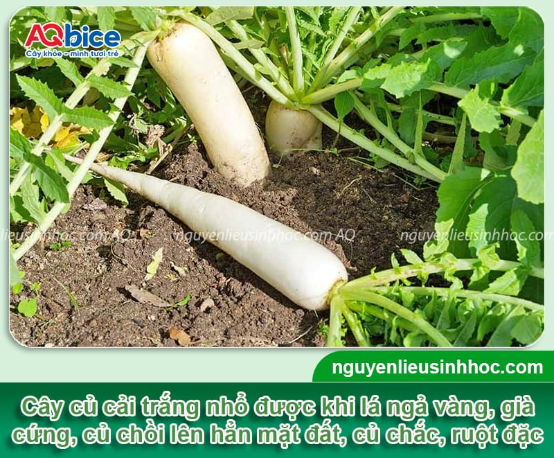 Củ cải trắng trồng bao lâu thu hoạch: Mẹo giúp thu hoạch sớm 4 Củ cải trắng trồng bao lâu thu hoạch và dấu hiệu nhận biết