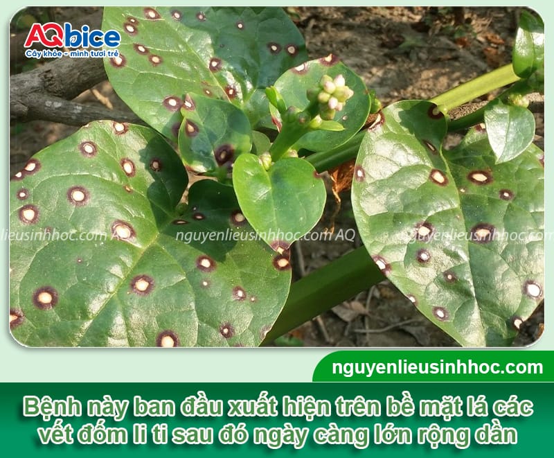 Rau mồng tơi bị đốm lá có ăn được không và cách xử lý
