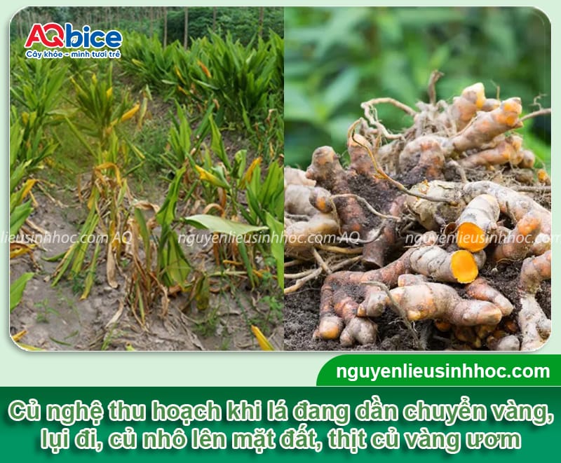 Trồng nghệ bao lâu thu hoạch? Mẹo giúp củ to, mau thu hoạch 3 Trồng nghệ bao lâu thu hoạch? Mẹo giúp củ to, mau thu hoạch