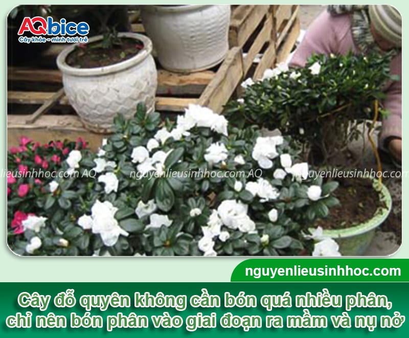 Cách chăm sóc cây đỗ quyên khỏe mạnh, hoa nở lâu tàn 3 Cách chăm sóc cây đỗ quyên khỏe mạnh, hoa nở rực rỡ lâu tàn