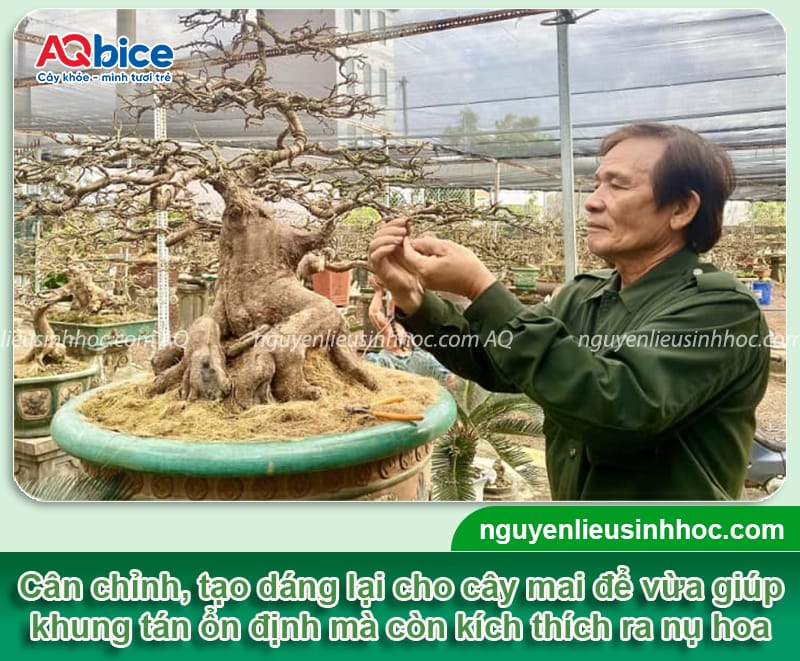 Hướng dẫn cách chăm sóc mai trước Tết, hoa nở bung đẹp 6 Hướng dẫn cách chăm sóc mai trước Tết, ra hoa đúng thời vụ