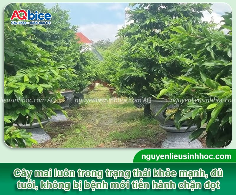 Hướng dẫn chặn đọt mai vàng đúng cách, hoa nở đúng dịp Tết 2 Hướng dẫn chặn đọt mai vàng đúng cách, hoa nở đúng dịp Tết