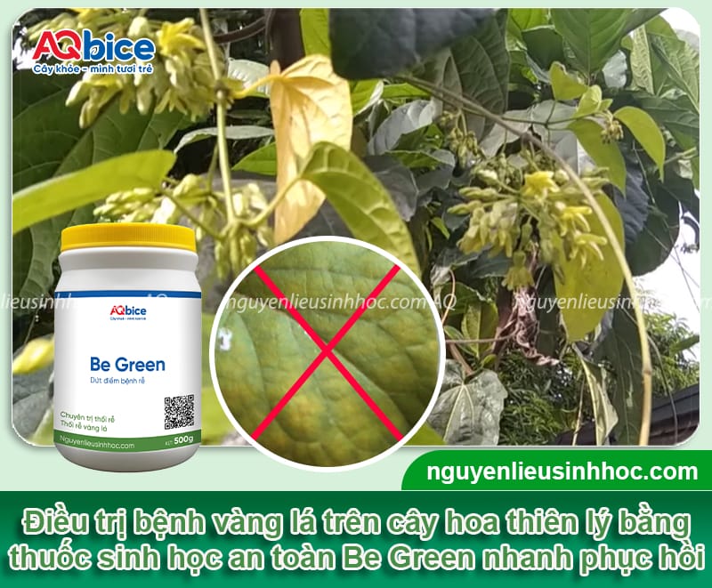 Cây hoa thiên lý bị vàng lá do đâu và Cách phòng trừ 5 Cây hoa thiên lý bị vàng lá do đâu và cách phòng trừ