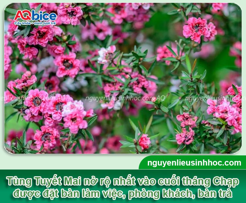 Cách trồng cây Tùng Tuyết Mai: Ý nghĩa, cách chăm hoa nở Tết 3 Cách trồng cây Tùng Tuyết Mai: Ý nghĩa, cách chăm hoa nở Tết