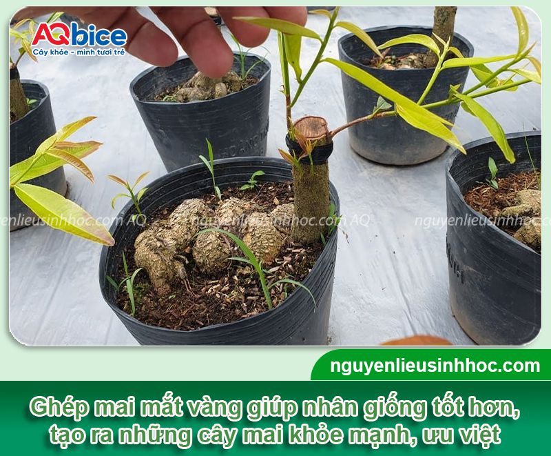 Hướng dẫn kỹ thuật ghép mai vàng đơn giản, tỷ lệ sống cao 9 Hướng dẫn kỹ thuật ghép mai vàng đơn giản, tỷ lệ sống cao