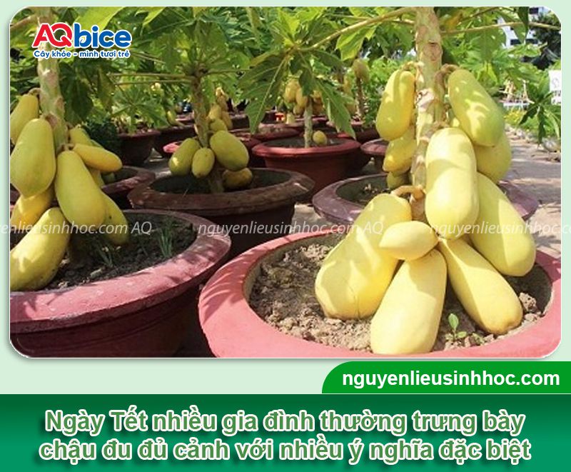 Cách trồng cây đu đủ cảnh chơi Tết 2026 sai trĩu quả 10 Cách trồng cây đu đủ cảnh chơi Tết 2026 sai trĩu quả