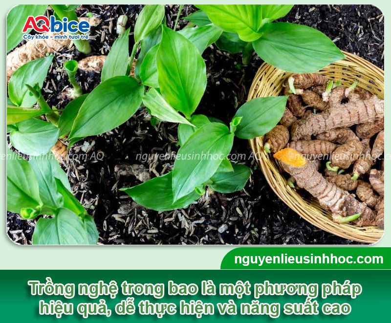 Kỹ thuật trồng nghệ trong bao chi tiết đơn giản tại nhà