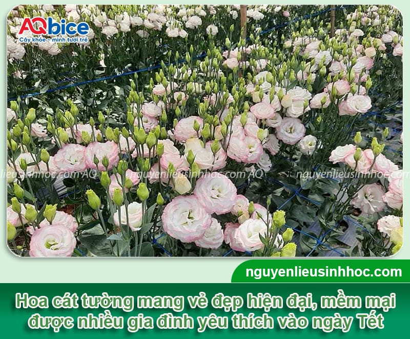 Gợi ý các loại hoa cắm Tết đẹp và ý nghĩa mang đến tài lộc 5 Gợi ý các loại hoa cắm Tết đẹp và ý nghĩa mang đến tài lộc
