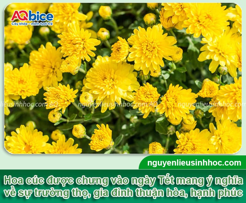 Gợi ý các loại hoa cắm Tết đẹp và ý nghĩa mang đến tài lộc 6 Gợi ý các loại hoa cắm Tết đẹp và ý nghĩa mang đến tài lộc