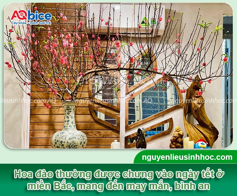 Gợi ý các loại hoa cắm Tết đẹp và ý nghĩa mang đến tài lộc 2 Gợi ý các loại hoa cắm Tết đẹp và ý nghĩa mang đến tài lộc