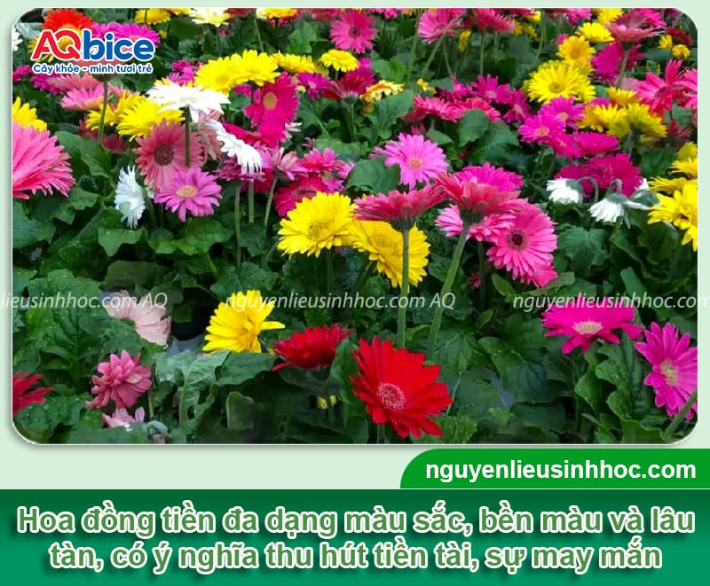 Gợi ý các loại hoa cắm Tết đẹp và ý nghĩa mang đến tài lộc 7 Gợi ý các loại hoa cắm Tết đẹp và ý nghĩa mang đến tài lộc