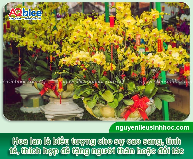 Gợi ý các loại hoa cắm Tết đẹp và ý nghĩa mang đến tài lộc 9 Gợi ý các loại hoa cắm Tết đẹp và ý nghĩa mang đến tài lộc