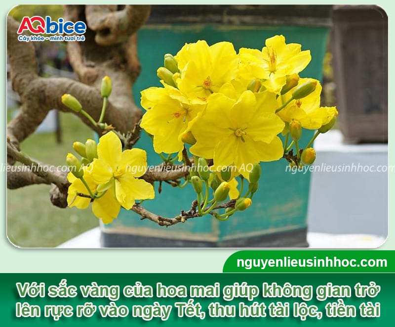Gợi ý các loại hoa cắm Tết đẹp và ý nghĩa mang đến tài lộc 3 Gợi ý các loại hoa cắm Tết đẹp và ý nghĩa mang đến tài lộc