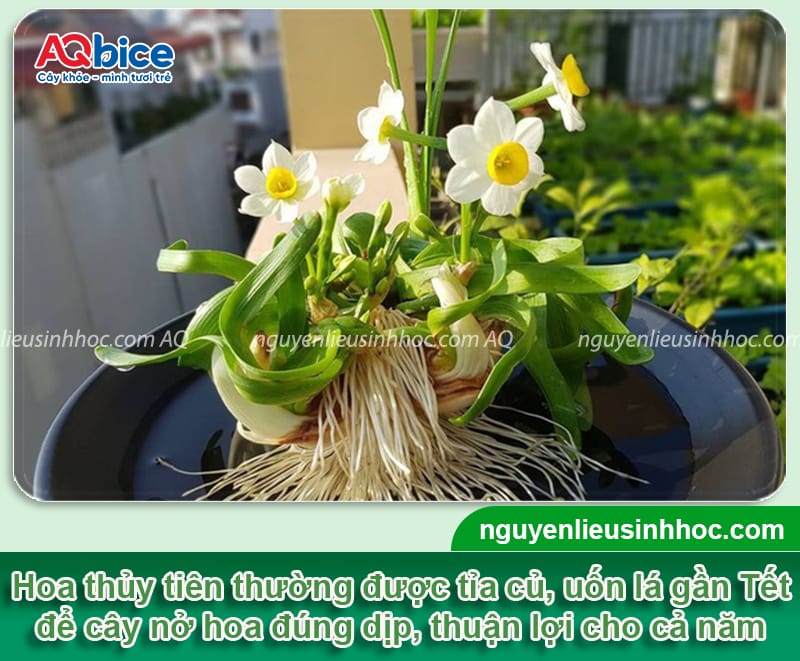 Gợi ý các loại hoa cắm Tết đẹp và ý nghĩa mang đến tài lộc 10 Gợi ý các loại hoa cắm Tết đẹp và ý nghĩa mang đến tài lộc