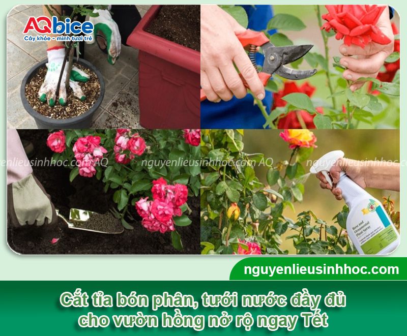 Cách chăm hoa hồng nở đúng Tết 2026 rực rỡ và ý nghĩa 3 Chăm hoa hồng nở đúng Tết 2026 rực rỡ và ý nghĩa