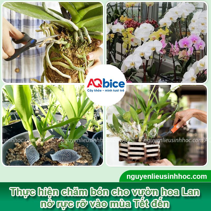 Cách chăm hoa lan nở dịp Tết 2026, hoa nở rực rỡ, lâu tàn 2 Cách chăm hoa Lan nở dịp Tết 2026 rực rỡ lâu tàn
