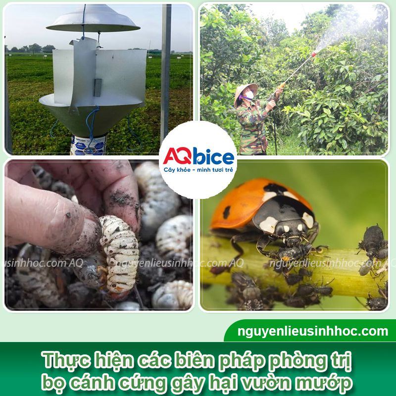 Cách diệt bọ cánh cứng ăn lá mướp dứt điểm, hiệu quả nhanh 3 Áp dụng cách diệt bọ cánh cứng ăn lá mướp hiệu quả nhất