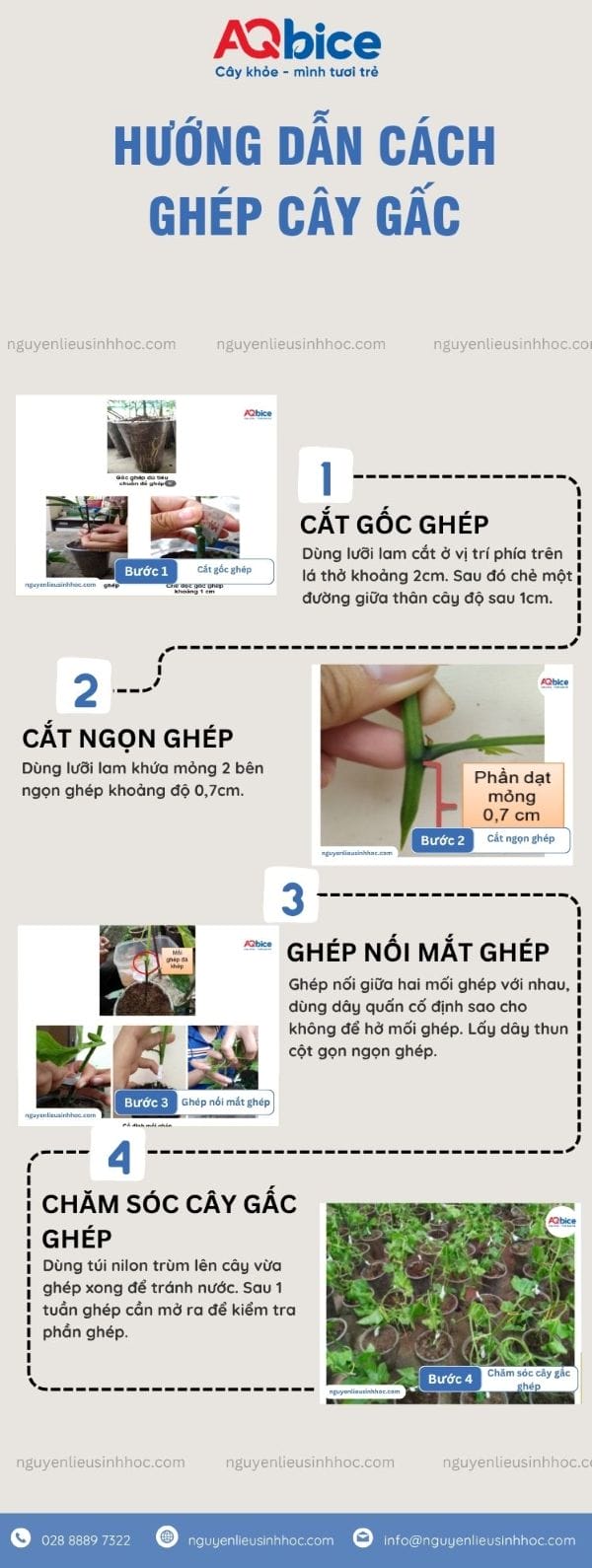 Hướng dẫn cách ghép cây gấc tỷ lệ sống cao, mau ra chồi mới