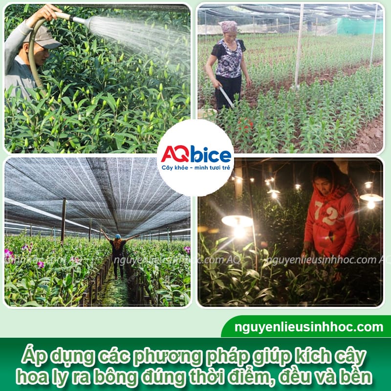 Cách kích hoa ly nhanh nở đồng loạt, đúng dịp Tết Nguyên Đán