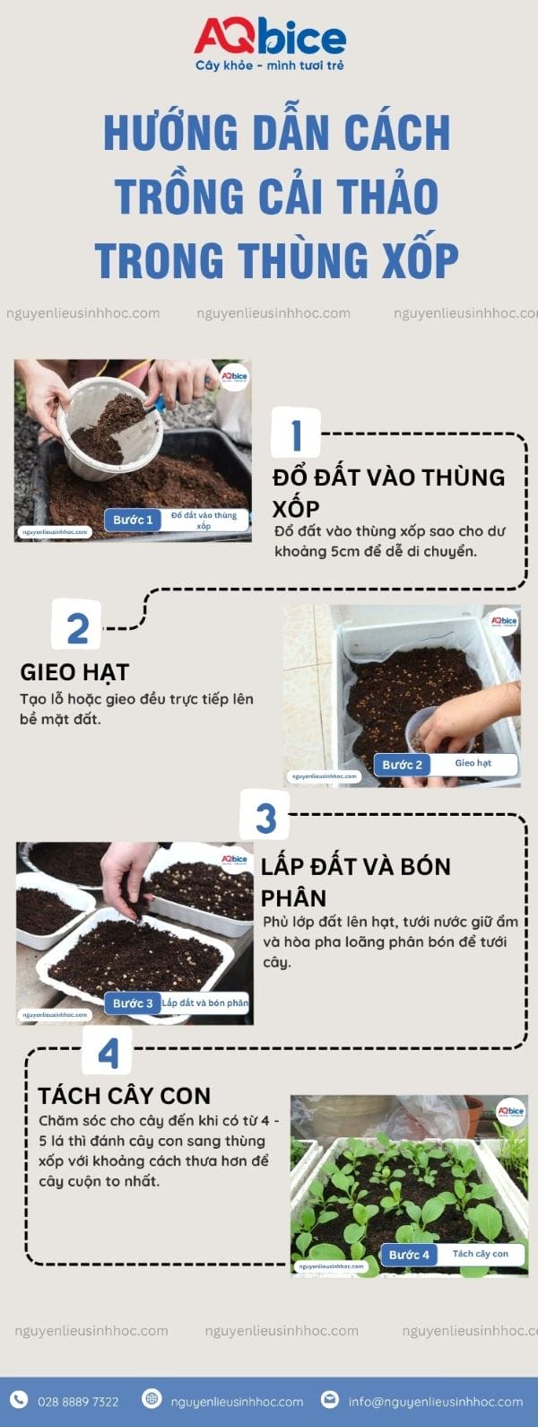 Cách trồng cải thảo trong thùng xốp: Lá cuộn đẹp, hái nhanh 4 Cách trồng cải thảo trong thùng xốp cây khỏe, lá cuộn đẹp