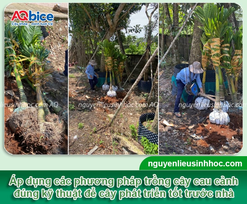 Hướng dẫn trồng cây cau cảnh trước nhà và chăm sóc hiệu quả