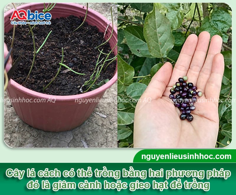 Cách trồng cây lá cách thu hoạch lá sạch, thơm ngon mỗi ngày