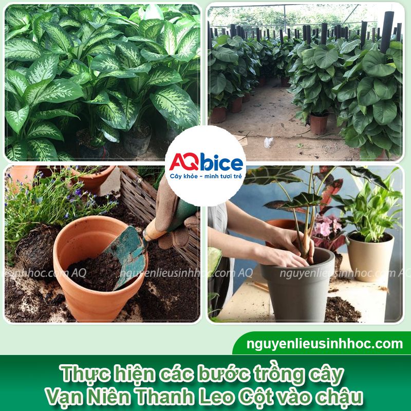 Cây Vạn Niên Thanh Leo Cột: Đặc điểm, ý nghĩa và cách trồng 2 Cây Vạn Niên Thanh Leo Cột: Đặc điểm, ý nghĩa và cách trồng