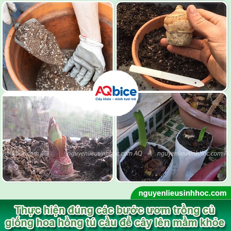 Cách trồng hoa hồng tú cầu nở đúng Tết, hoa đẹp bền màu
