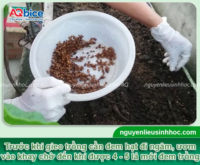 Hướng dẫn cách trồng rau muống nước bằng hạt và dưới nước 5 Hướng dẫn cách trồng rau muống nước bằng hạt và dưới nước