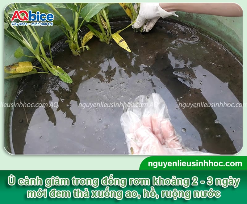 Hướng dẫn cách trồng rau muống nước bằng hạt và dưới nước 6 Hướng dẫn cách trồng rau muống nước bằng hạt và dưới nước