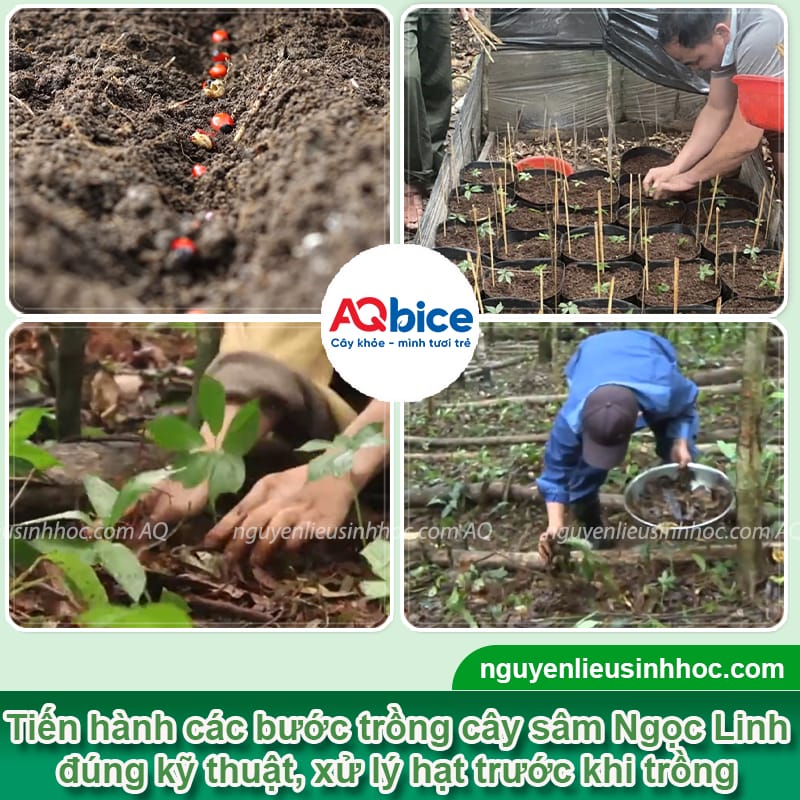 Hướng dẫn cách trồng sâm Ngọc Linh phát triển tốt, cho củ to