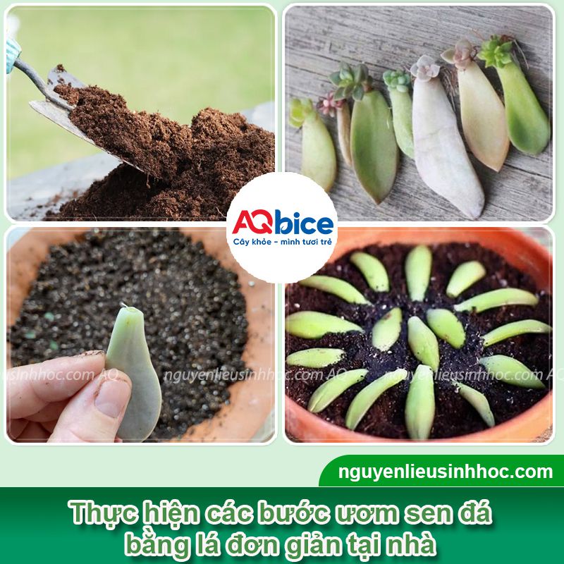 Hướng dẫn trồng sen đá bằng lá đơn giản tại nhà