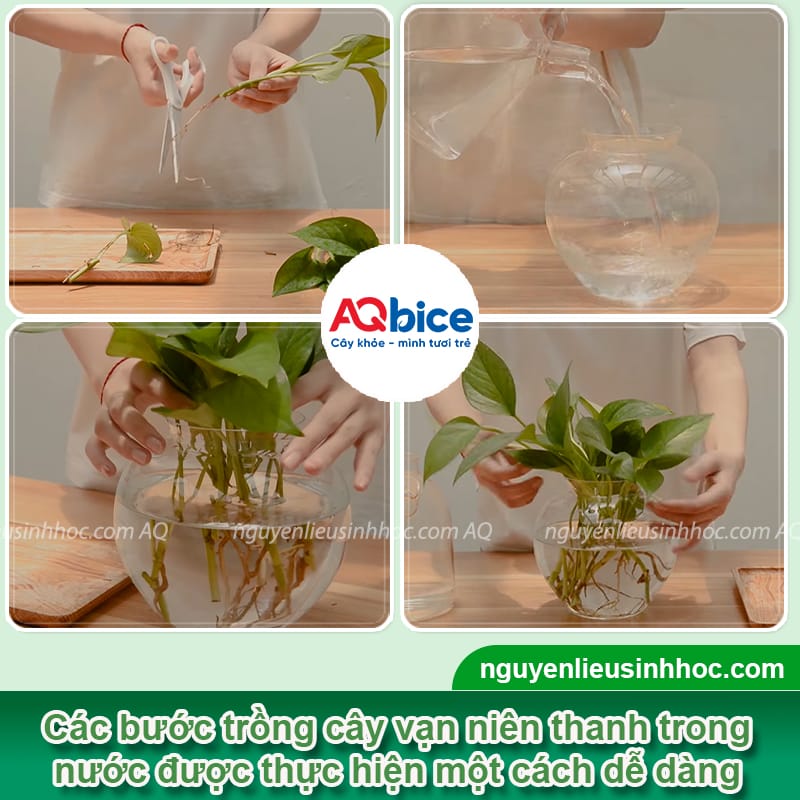 Cách trồng vạn niên thanh bằng nước lá xanh bóng, rễ khỏe 5 Cách trồng vạn niên thanh bằng nước lá xanh bóng, rễ khỏe