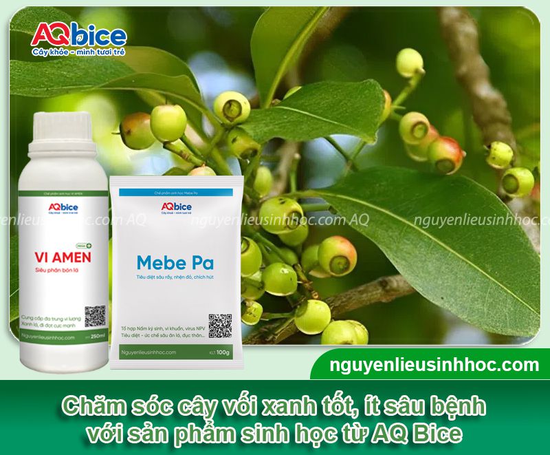 Cách trồng cây vối tại nhà, cây khỏe, lá ra xanh mướt 4 Hướng dẫn cách trồng cây vối và chăm bón cây xanh tốt