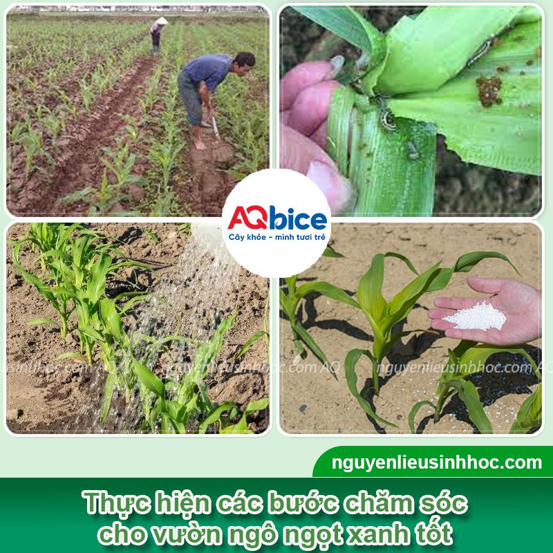 Kỹ thuật trồng ngô ngọt hiệu quả, năng suất cao, ít sâu bệnh 5 Hướng dẫn kỹ thuật trồng ngô ngọt năng suất cao, ít sâu bệnh