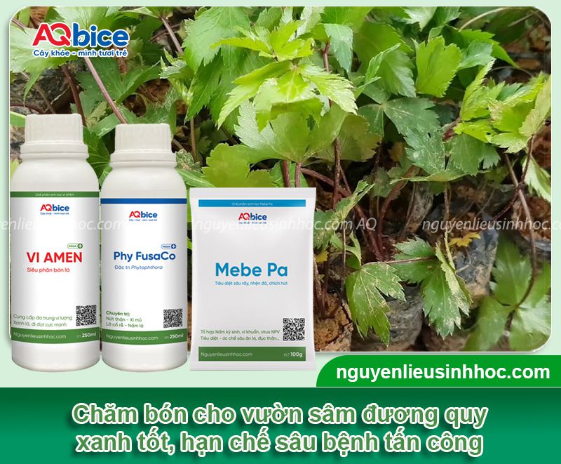 Cách trồng sâm đương quy và chăm sóc năng suất cao